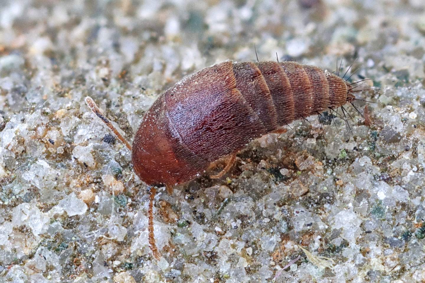 Staphylinidae: Sepedophilus sp.